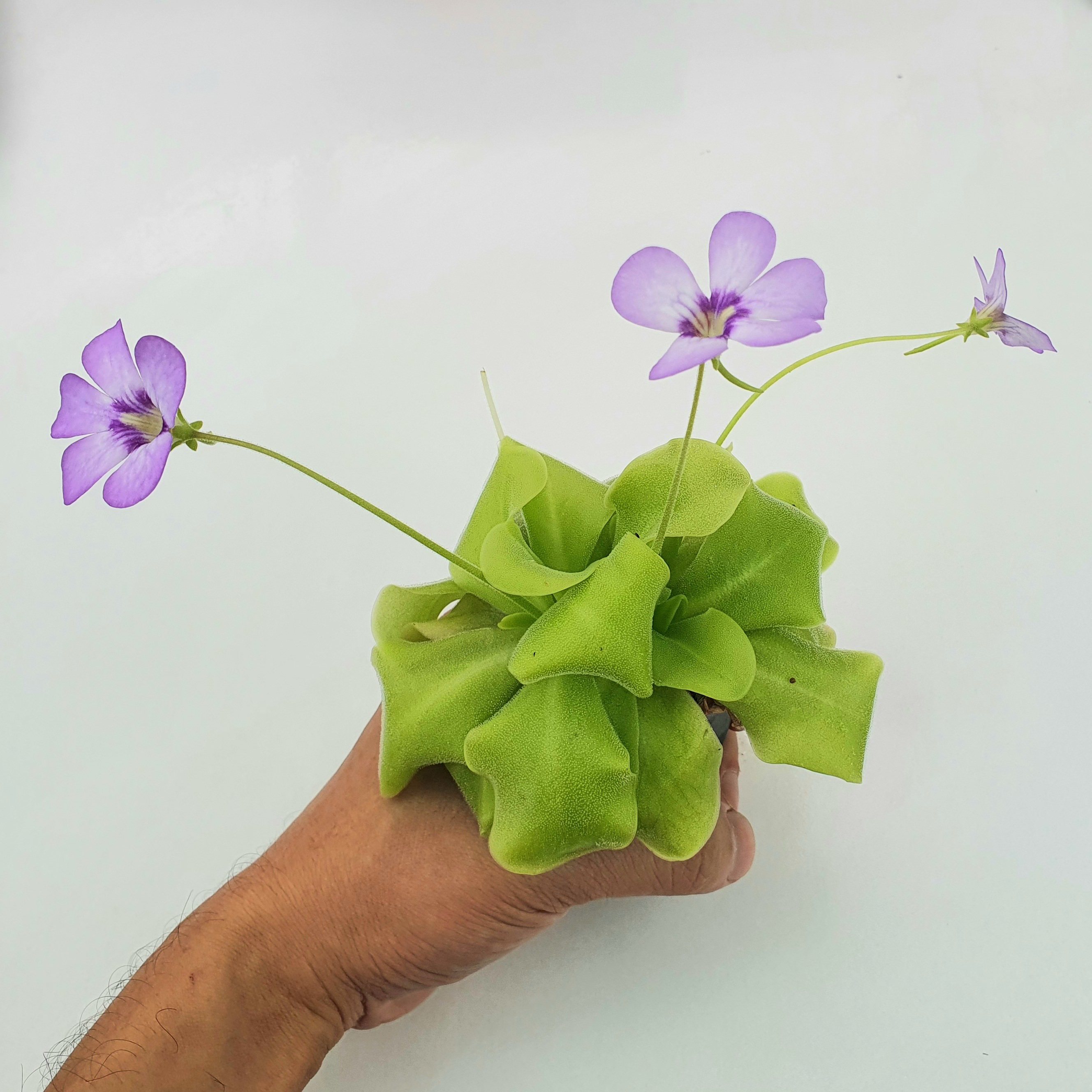 BCP Tina捕虫堇是如何捕虫的？它与其他食虫植物有何不同？-食虫植物-淘宝好物网