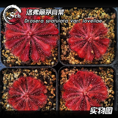 Drosera lovelae 丨 Loflimao Moblement 丨 Заводы, питающиеся насекомыми [специальная бесплатная доставка]