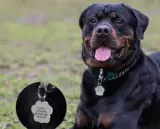 Цветная вспышка порошок питомец 10 цветной когти -металлическая собака бренд Diy Cat Sireding Sirewlary Jewelry 16*19 мм