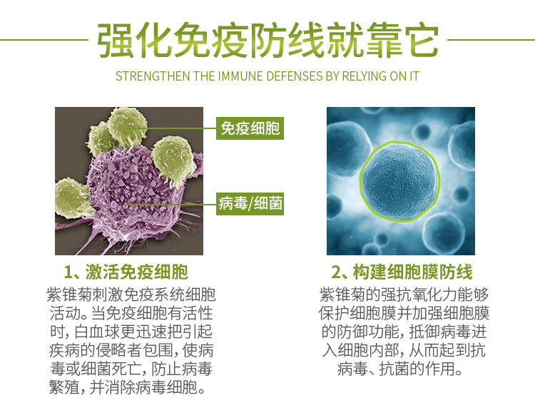 Purple Chrysanthemum details_04.jpg