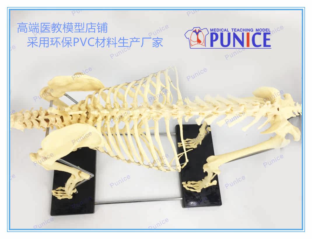 仿真狗骨骨骼模型骨標本狗骨架犬骨模型犬骨架動物模型 Yahoo奇摩拍賣