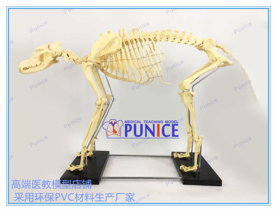 仿真狗骨骨骼模型骨標本狗骨架犬骨模型犬骨架動物模型 Yahoo奇摩拍賣