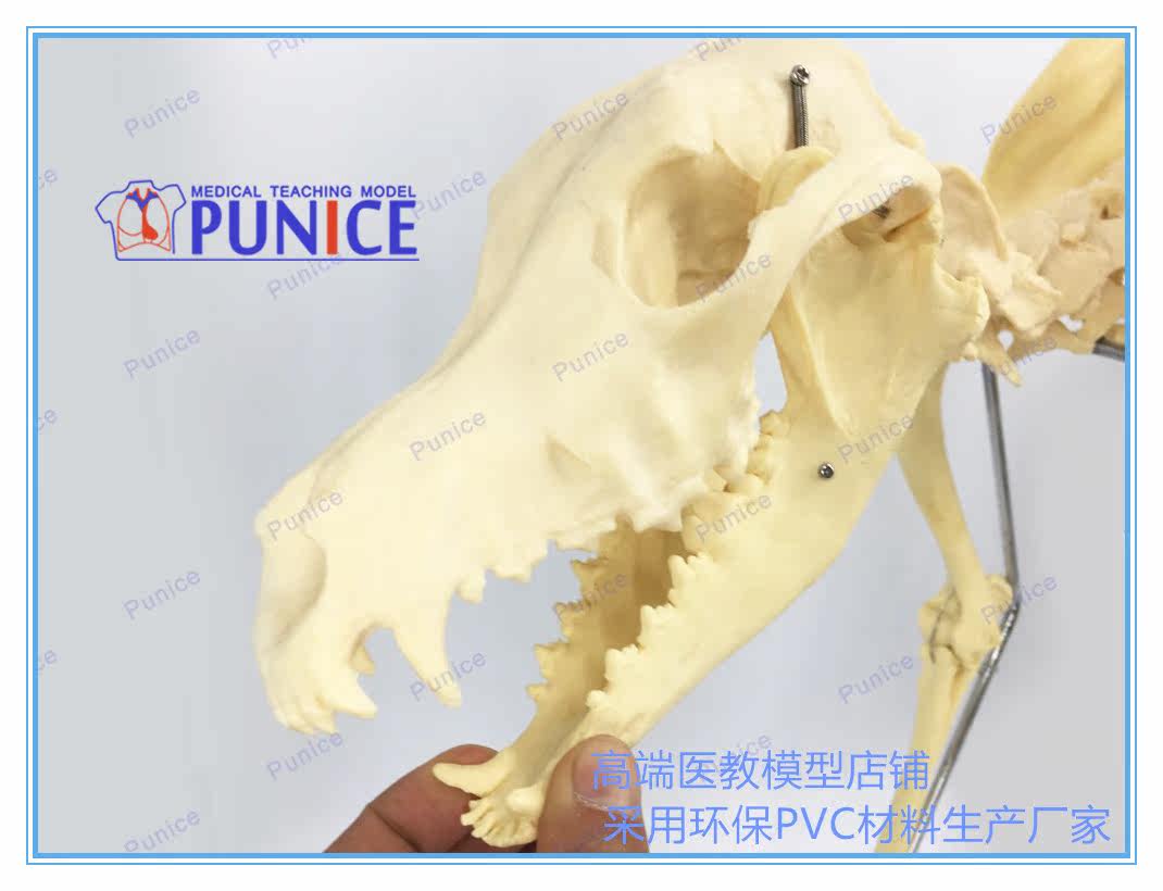 仿真狗骨骨骼模型骨標本狗骨架犬骨模型犬骨架動物模型 Yahoo奇摩拍賣