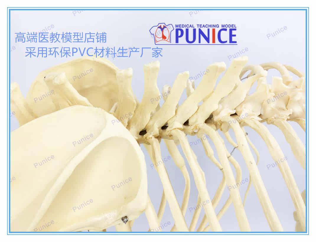 仿真狗骨骨骼模型骨標本狗骨架犬骨模型犬骨架動物模型 Yahoo奇摩拍賣