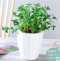 Золотая рыбка Solita (White Threadpot)