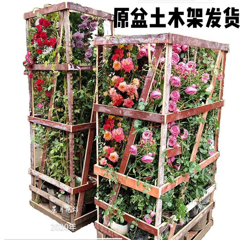 Ouyuyu Four Seasons Vine This Month Flower Seeds Climbing Rose Garden Plant Arch Flower Arch