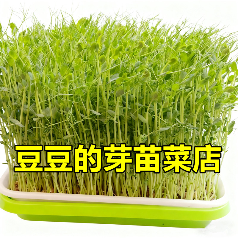 豆豆芽苗菜厂家的LOGO