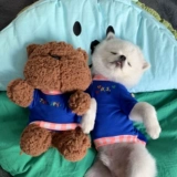 Double 11 Снижение повышения (без отступления или изменений) Корейская домашняя одежда собаки и кошки и кошки осень и зимние эластичные T -рубашки