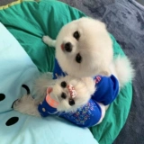 Double 11 Снижение повышения (без отступления или изменений) Корейская домашняя одежда собаки и кошки и кошки осень и зимние эластичные T -рубашки