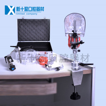 Dental head mould simulation simple headmodel system practice preparation of skull model adjustable