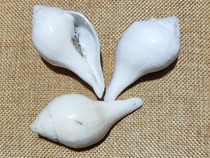 The decorated Zangbala God of Wealth holds Mani Bao conch which is from India and is the eighth offering of lead conch.