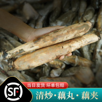 Honghu lotus tail farmhouse lotus root lotus root the back part of lotus root lotus root with lotus root and lotus root Hubei Honghu lotus root 5 catties
