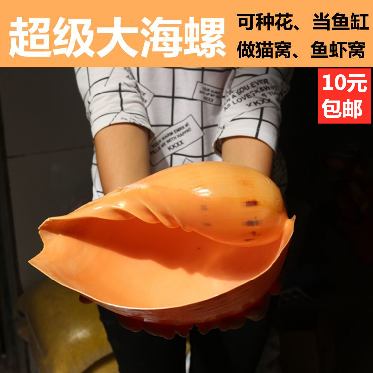 Mega-Sea Snail Coconut Snail Creative Potted Meat Plant Hydroponic Flower Pot Aquarium Water Family Building Decoration Pendulum