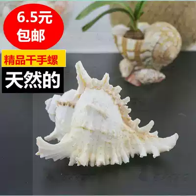 White Thousand Hands Chrysanthemum Snail Audible Sea Wind Sound Conch Shell Creative Window Platform Fish Tank Landscape Decoration Decoration