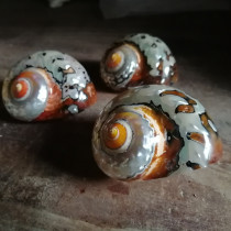 Natural conch shells South Africa snail fish tank landscaping boutique collection hermit crab replacement shell