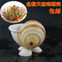 Creative potted sea snail flower pot Indoor hydroponic daffodil flower pot