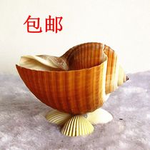 Natural super sea snail shell creative hydroponic meat plant Air Pineapple retro flower pot planting Special clearance