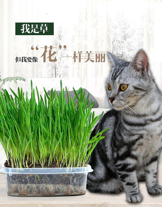 Cat cỏ hạt giống mèo cat ăn nhẹ để tóc bóng tóc kem mèo cỏ trồng thủy canh hạt giống mèo cung cấp - Đồ ăn nhẹ cho mèo