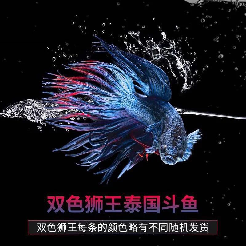 Thai fighting fish live aquarium pet small ornamental fish lion king ponytail general half moon subtropical freshwater fish