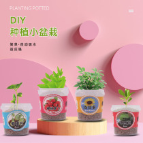 Nursery Plant Observation Growth Germination Potted Potted Students Children Gift Prizes Diy Mini Creative Little Plants