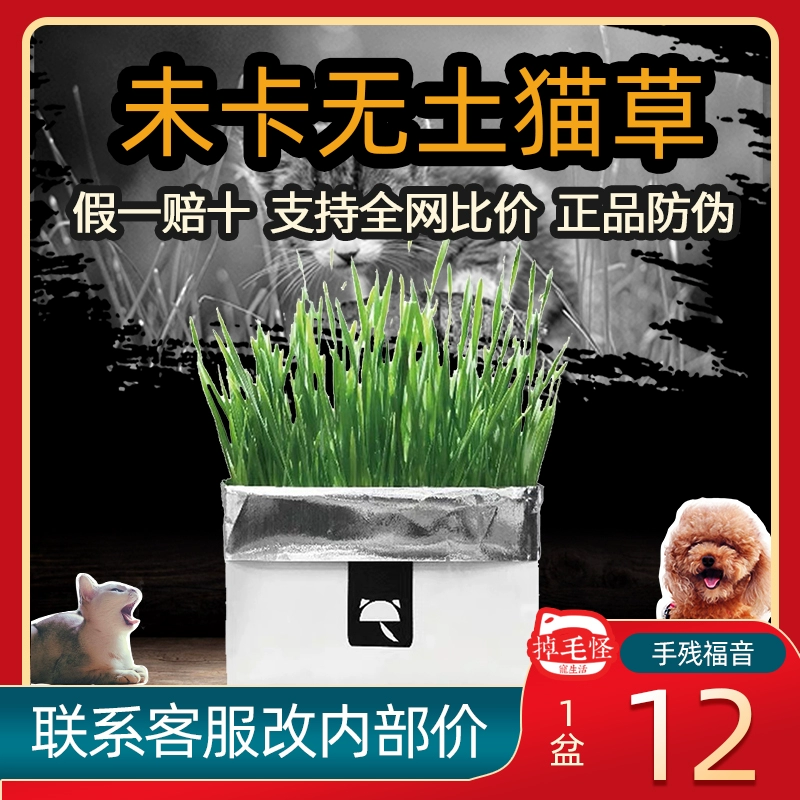 Tin Mừng Của Những Người Lười Biếng Weika Cat Grass Cỏ Giấy Trồng trọt Không Đất Giúp Tiêu Hóa Tóc Bóng Tự Nhiên Đồ Ăn Nhẹ Cho Mèo - Đồ ăn nhẹ cho mèo