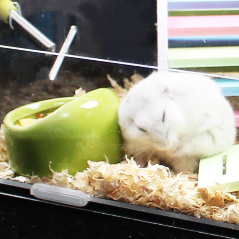 Small darling ceramic food basin Candy Color Styling anti-capers Basins Triangular Eater Basin Hamster supplies can be put into hamster cage