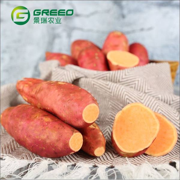 景瑞 六鳌蜜薯 红心地瓜 小型果 5斤 天猫优惠券折后￥15.8包邮（￥25.8-10）