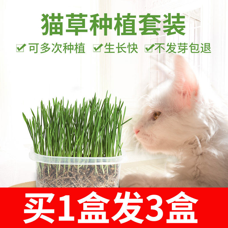 Cat Grass Seed Suit to Mao Ball Cat Mint Powder Wheat Cultivation Soil Young Kitty ZERO Snack Wool