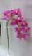 Cymbidium orchid gum flower simulation ຫ້ອງຮັບແຂກສະແດງດອກໄມ້ເຂດ vase ຂ້າງຕູ້ໂທລະພາບ