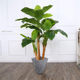 Simulated Banana Tree, Fake Green Plant Potted Plant, Artificial Banana Tree, Fruit Store Supermarket Landscape, Nordic Tropical Landscaping Props