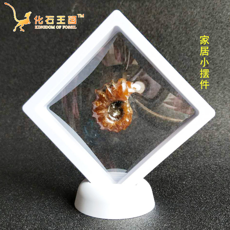 Sinus Cronymus Fossils Fossil Natural Marine Life Fossil Goat Horns Spiroid Spirochus Spirochum Sinicolare Fossils