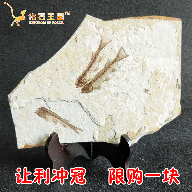Special price natural ancient bio-wolf fin fish fossil original stone specimen chic pendulum mass fish fossil send-swing frame-Taobao