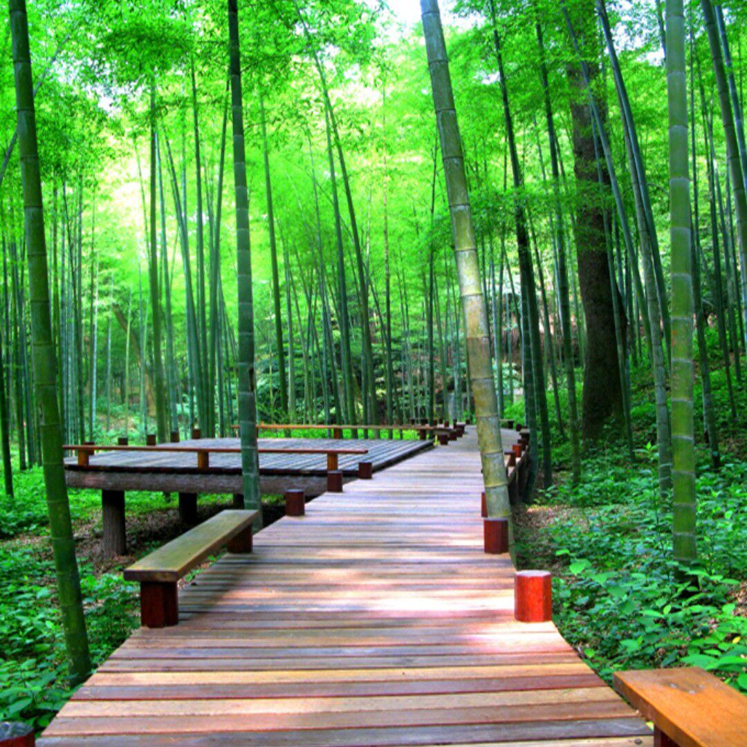 New live broadcast background cloth stereo anchor wallpaper cloth 3D landscape prairie main bamboo forest outdoor scenery lotus mid-autumn