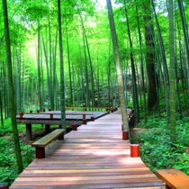 New live background cloth Solid main sowing wall paper cloth 3D landscape great grass original main bamboo forest outdoor scenery lotus mid-autumn