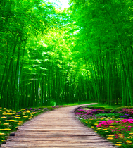 New live background cloth Solid main sowing wall paper cloth 3D landscape great grass original main bamboo forest outdoor scenery lotus mid-autumn