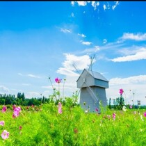 New live background cloth Solid main sowing wall paper cloth 3D landscape great grass original main bamboo forest outdoor scenery lotus mid-autumn