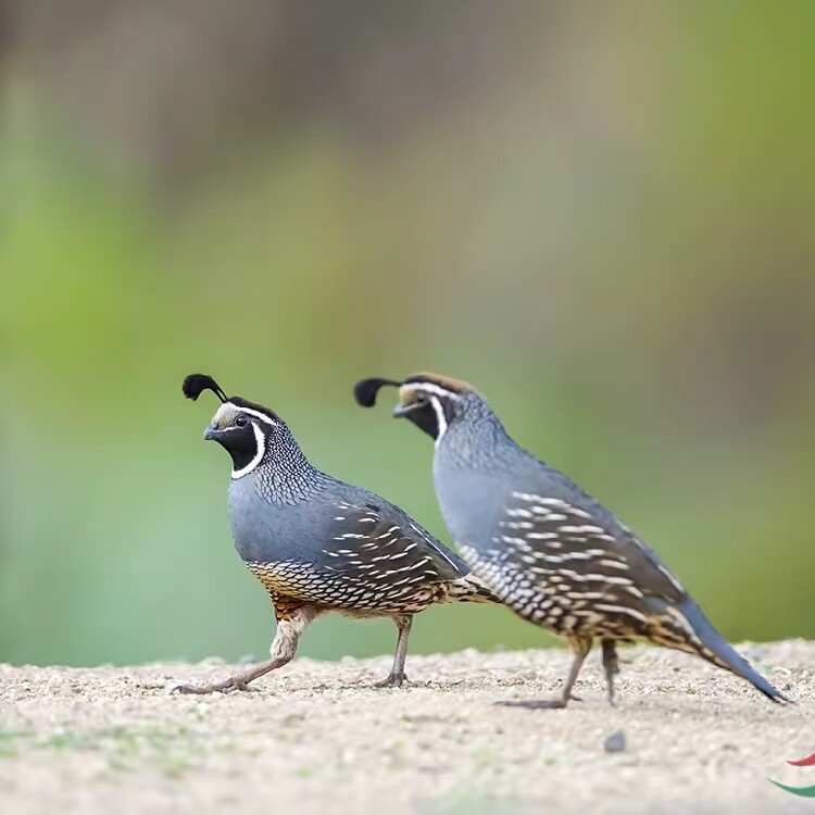 伊盟宠物代发