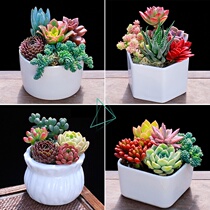 Kindergarten green plants small potted plants small indoor suitable for domestic plants flowers and plants fleshy pot desk