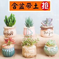 Kindergarten green plants small potted plants small indoor suitable for domestic plants flowers and plants fleshy with flowerpot combination