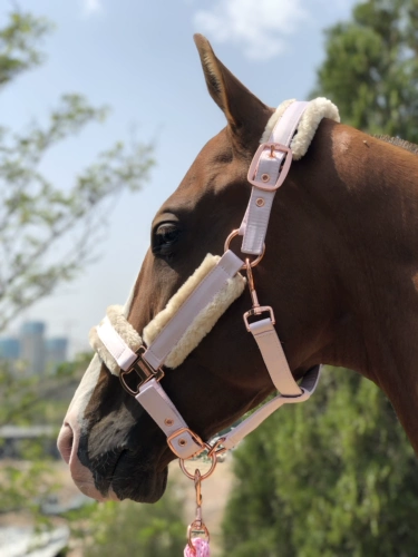 Марма Лошади Шляпы Лошадь шесть лет -Малайзия Малайзия Европейская память