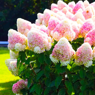 Vanilla Strawberry Cone Hydrangea Seedlings