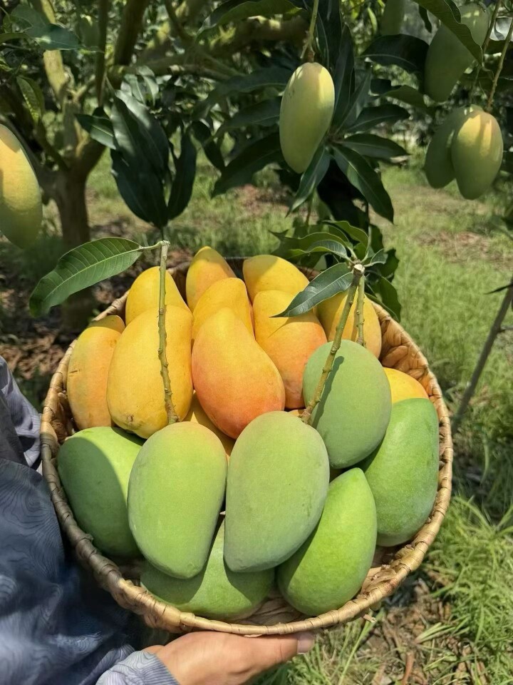 阿桂家的百色芒果园