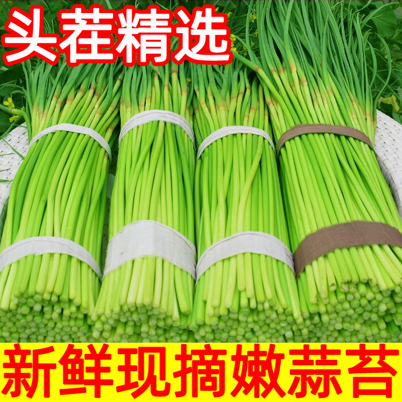 蒜苔新鲜5斤装，农家直供，当季蒜台，尝鲜不等待！-新鲜蒜苔-淘宝好物网