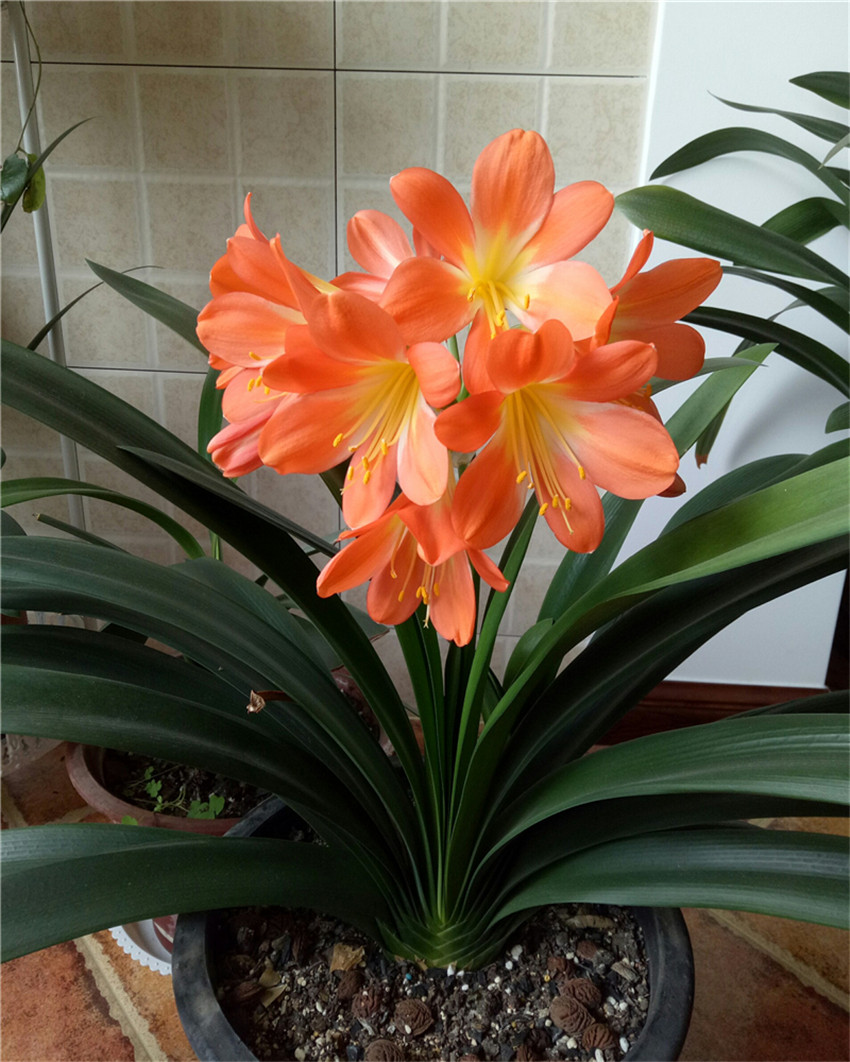 下好冬肥 2控1调 君子兰不夹箭 爆花 趣值买