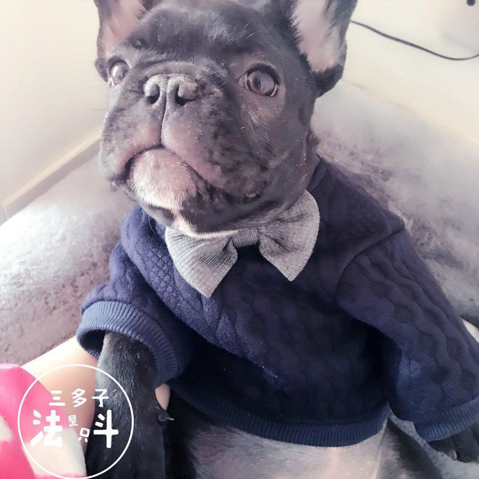 French fighting dog clothes spring and autumn bowknot fat dog knitted wool clothes bulldog small and medium-sized dog dog gentleman