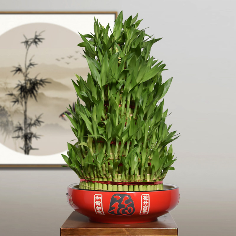 富贵竹大型盆栽,翠绿,小技巧_文秘苑图库