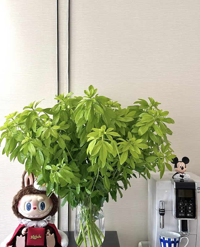 Fresh Mexican Orange Leaves, High-End Exquisite Fresh-Cut Flowers, Indoor Hydroponic Plants, Home Flower Arrangements, Decorative Flowers, Fresh Cut Branches