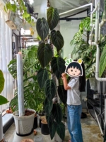 Средний прозрачный прозрачный матовый