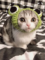 Pet cross-dressing frog hat Dog cat frog headgear Handmade dog cat hair set Frog headband headgear