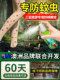 Anti-Betel-Nut Insect Bite Spray, Mosquito Repellent Water That Can Be Used on Airplanes, Outdoor Mosquito Repellent for Children in Sanya, a Magical Tool for Repelling Gnats and Mosquitoes